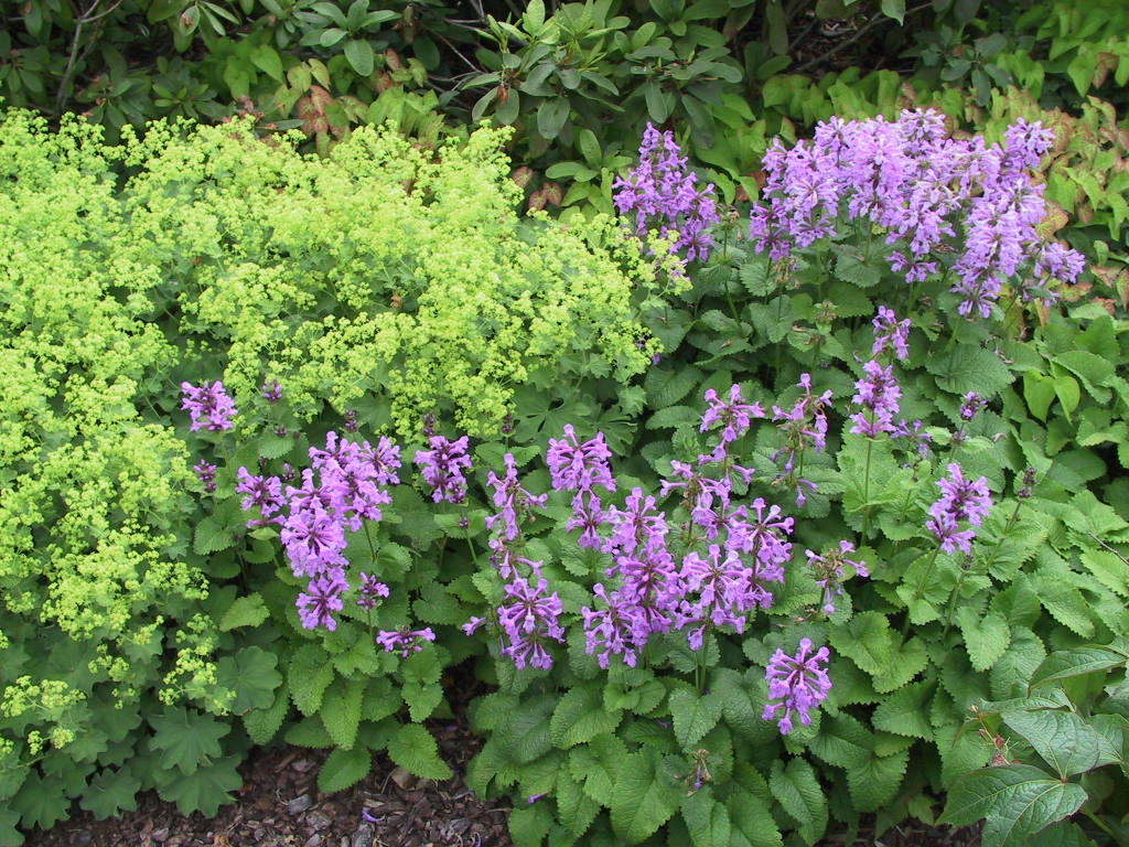 Stachys grandiflora Superba 03.jpg